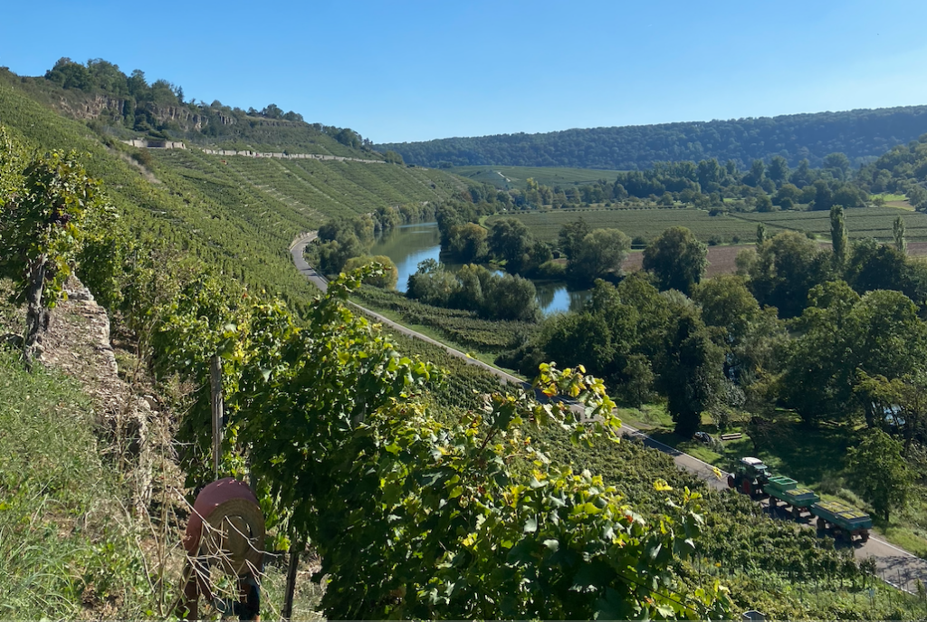 A broad arc of vineyards lines the Neckar river at Hessigheim.