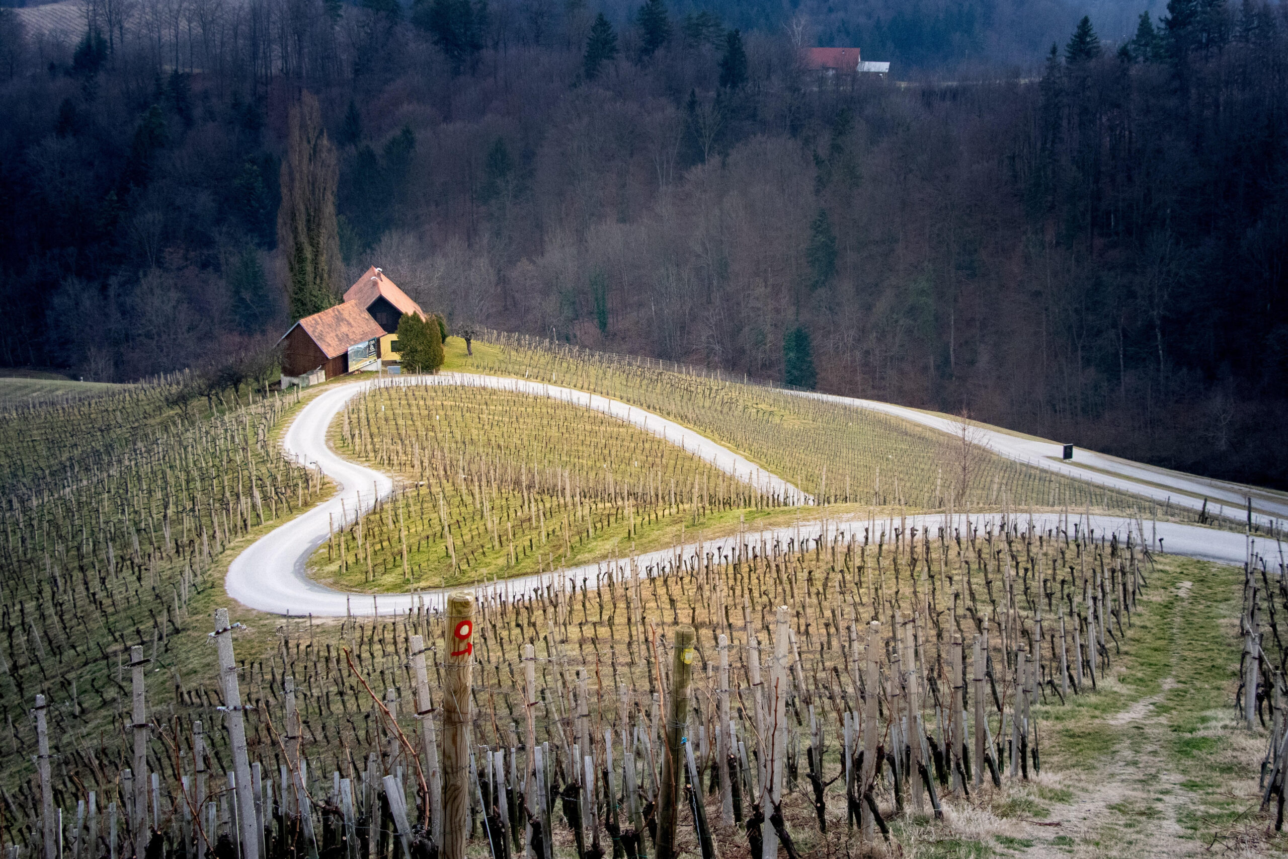 A heart-shaped road tops a vineyard on a hill in the Steiermark.