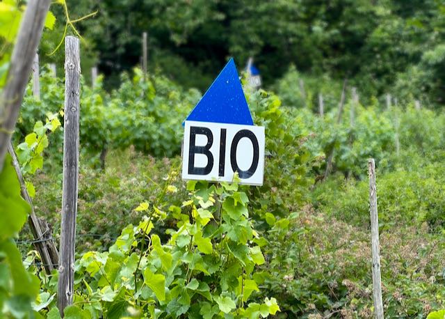Blue triangle marking organic spraying among Pinot (aka spätburgunder) vines in Germany's Ahr valley