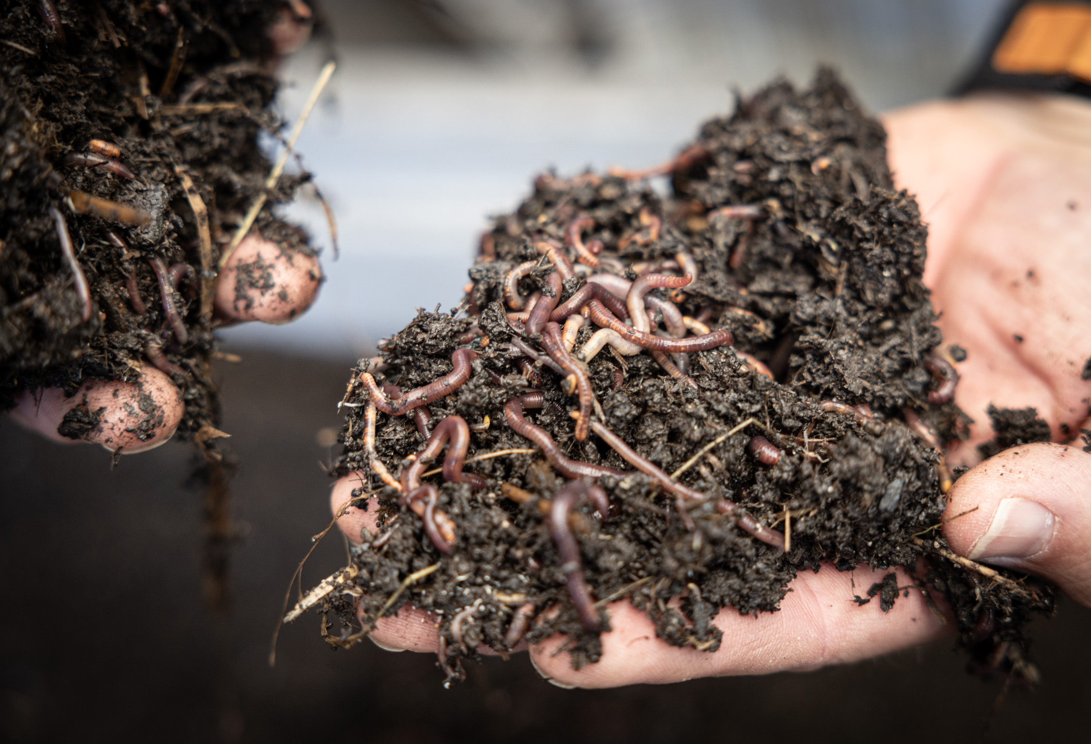 Earthworms in biodynamic soil at Austria's Vermi Grand composting farm