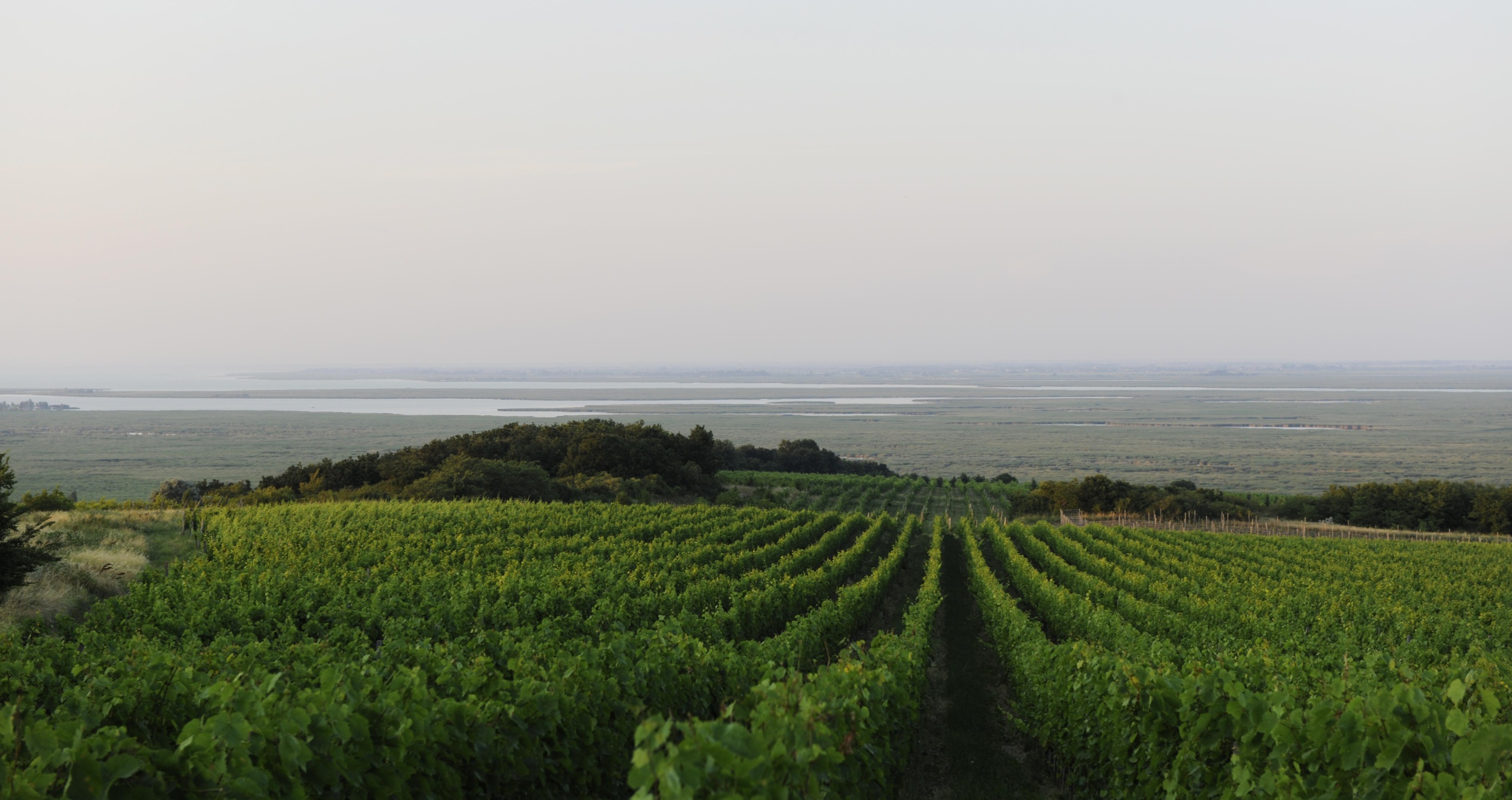 Hungarian vineyards from weninger winery