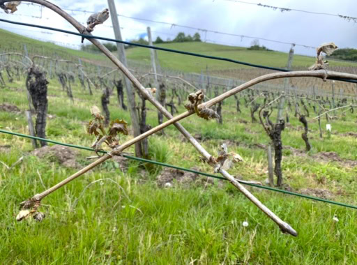 Spring frost damage on Riesling grape vines in Germany