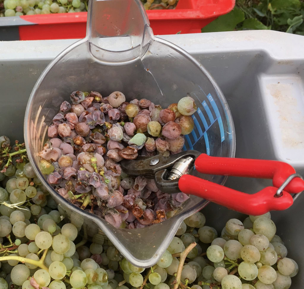 A secateur in a bucket of selected Riesling grapes in the Mosel