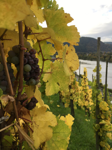Riesling grapes on the vine at harvest in the Mosel