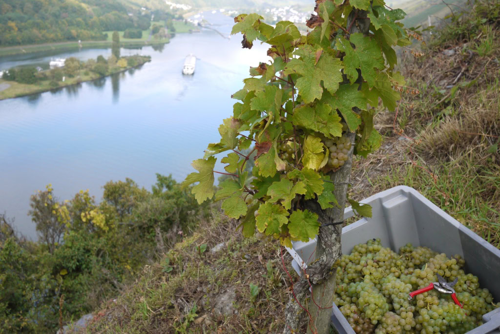 Riesling grapes on the vine and in a ray bucket below overlooking the Mosel River a