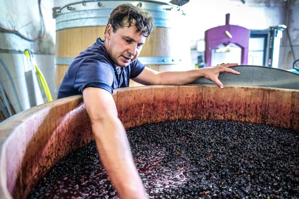 German winegrower puts hand in vat of Pinot Noir grapes in the mosel winery.