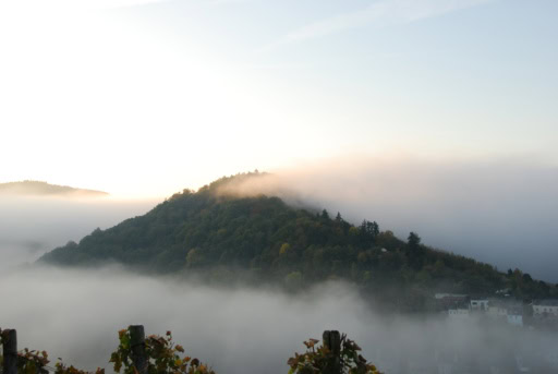 Steffensberg Pinot vineyard in the Mosel encased in fog
