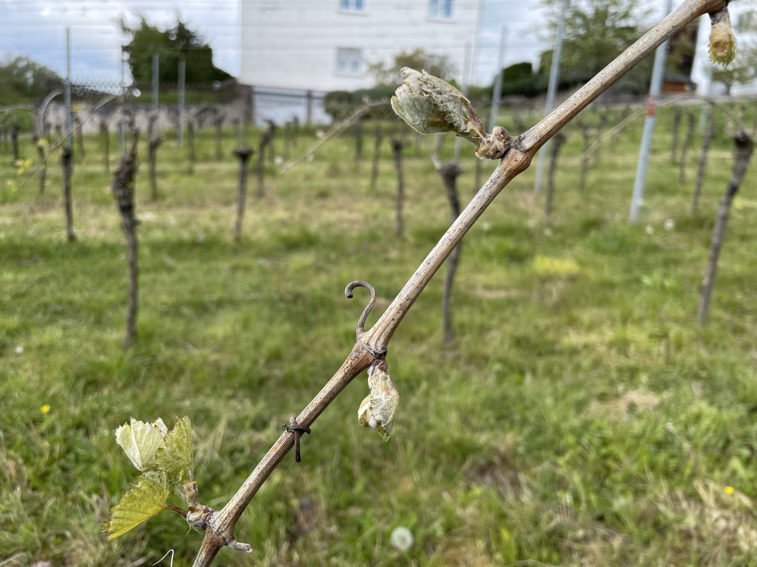 Frost damage in a VDP member estate vineyard