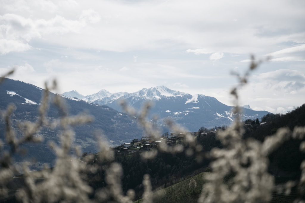 Winter vines with snow-covered Alps and a grey sky