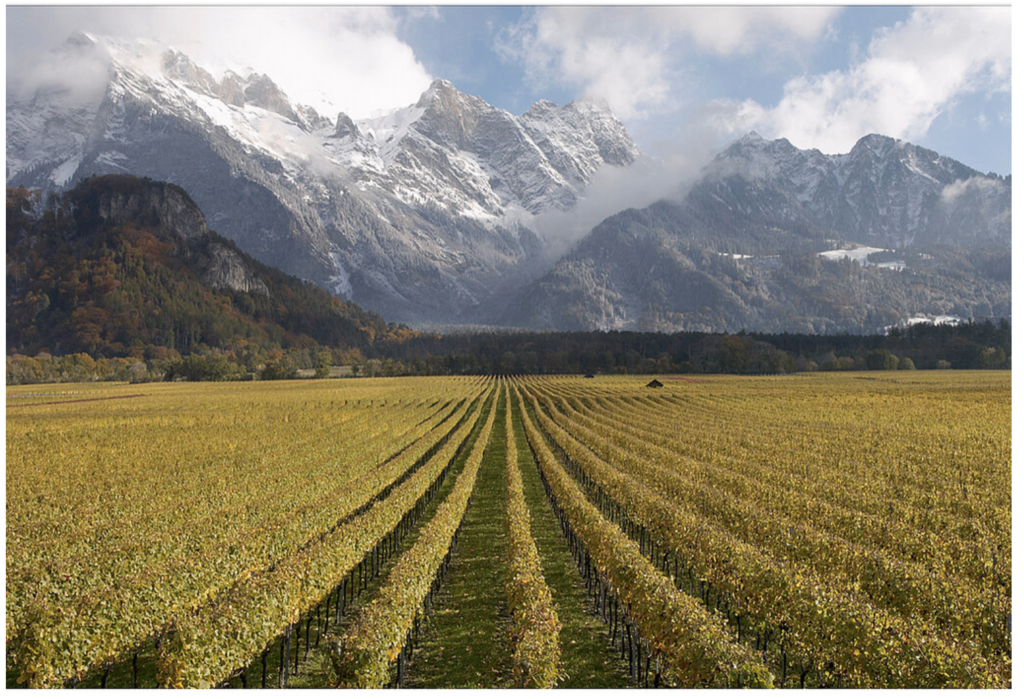 Vineyards in Graubünden crowned by snow-capped Alps.