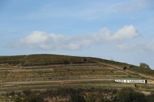 Rising slope of Pinot noir lieux dit vineyard in France's Alsace