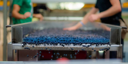 Deep purple Pinot Noir grapes glide along a sorting table at J. Hofstätter, in Alto Adige, Italy.