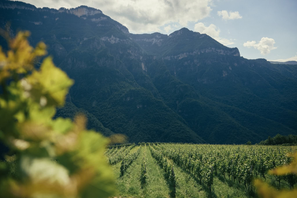 Maso Machei vineyards in Trentino, Italy, with the Dolomites rising in the background.