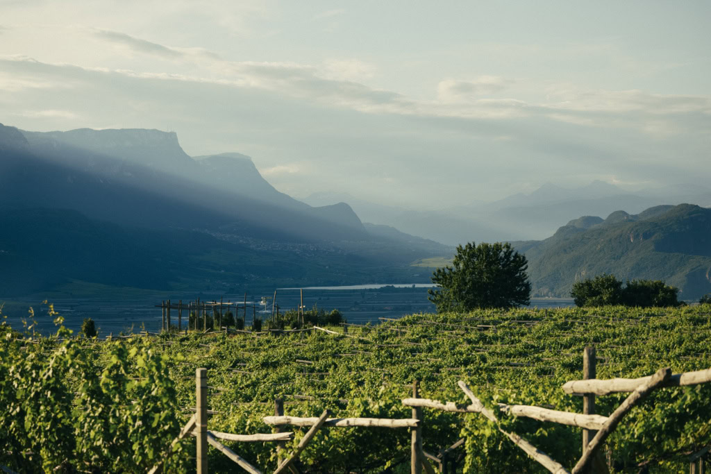 Pinot Noir vines on pergola from Tenuta Hofstätter growing in the  single vineyard Roccolo.