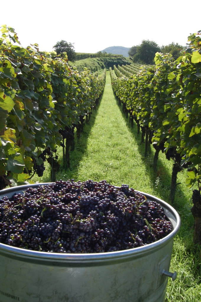 Vineyards in tidy rows with a bucket of harvested red grapes in the foreground