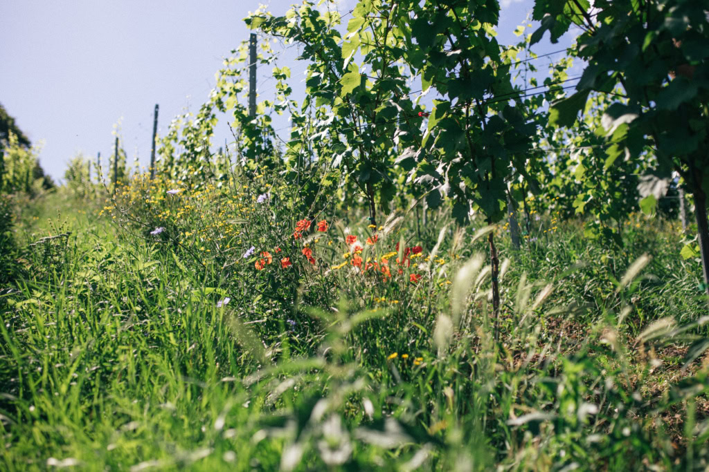 Green cover in the vineyards of Weingut Franz Keller, photo credit: Weingut Franz Keller