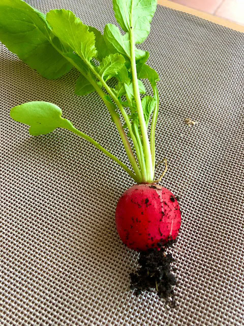 baby radish with green stems and dirt clinging to roots