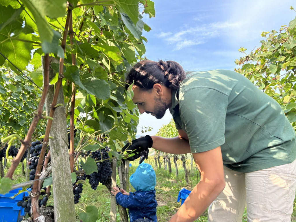 Roberto Raspini bends to pick grapes from vines