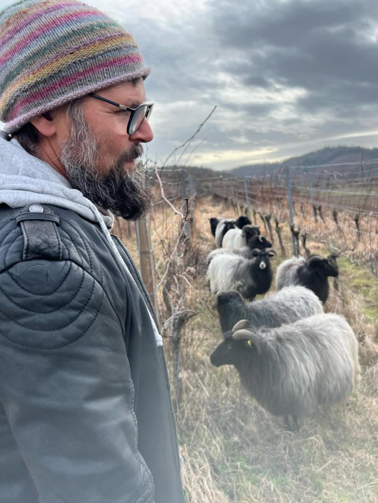 Roland Lindner, dressed for winter, smiles as he regards sheep in his vineyards