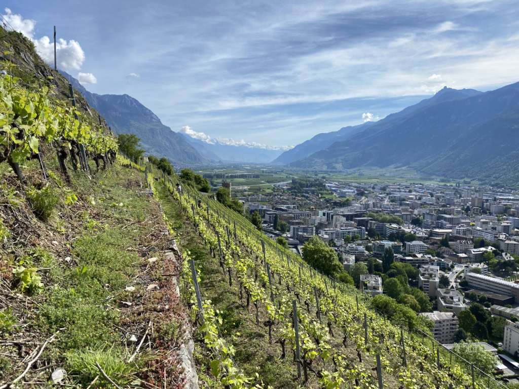 Steep vineyards in Wallis, Switzerland.