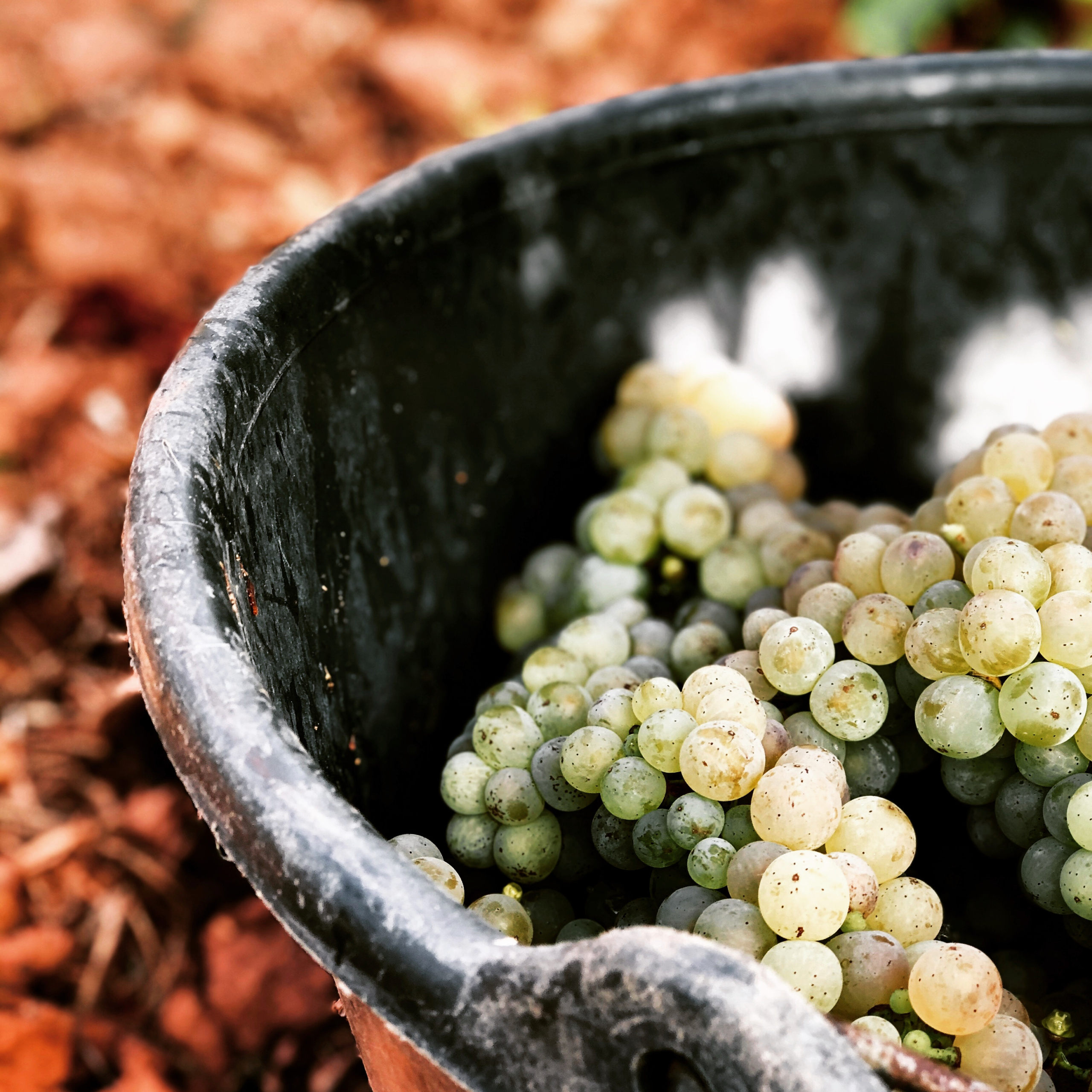 New harvest grapes in a bucket in Germany